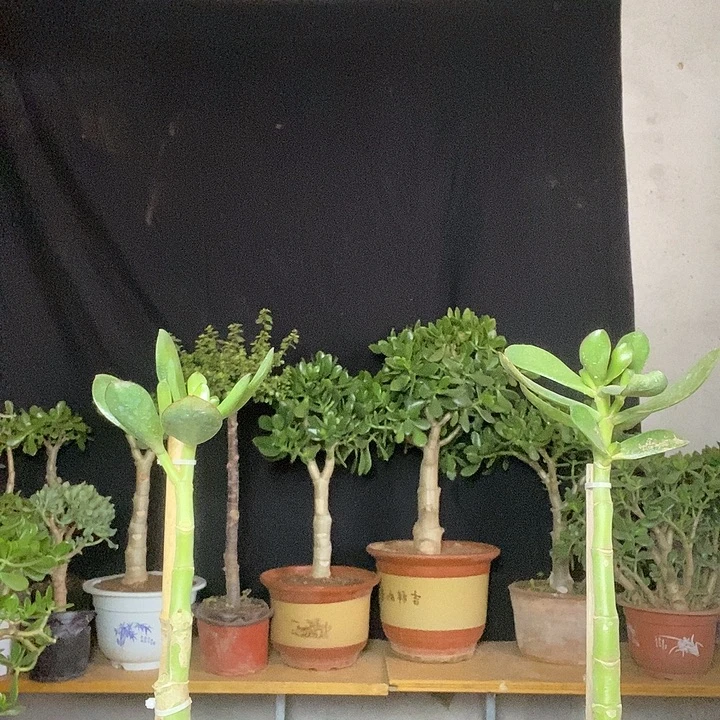 惠***兴青叶红边一物一拍