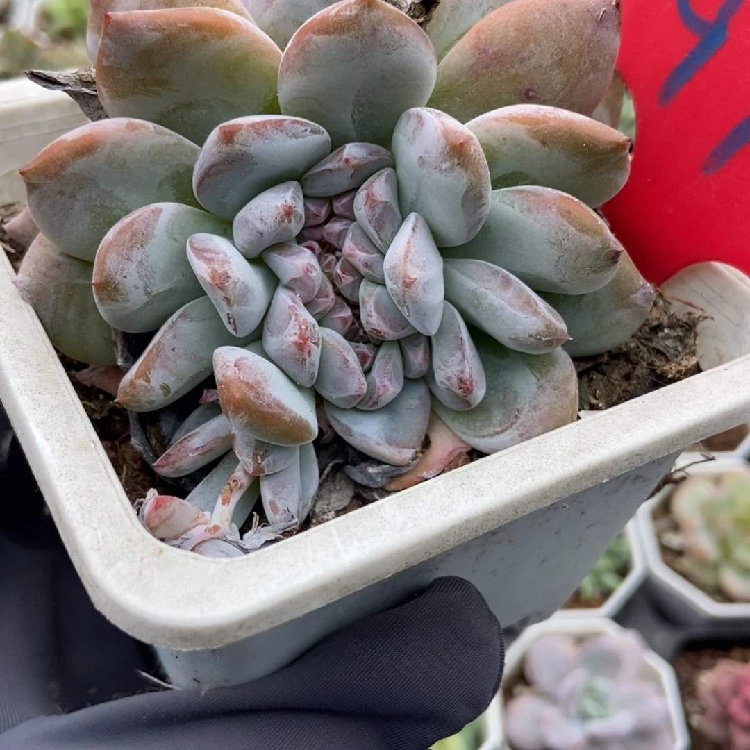 978石榴籽缀多肉植物