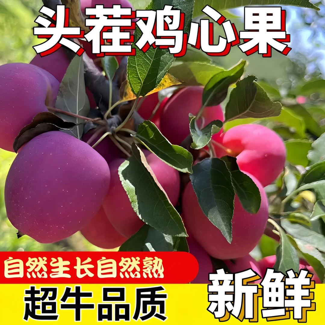 东北鸡心果锦绣海棠新鲜采摘脆甜多汁特大果王粉苹果