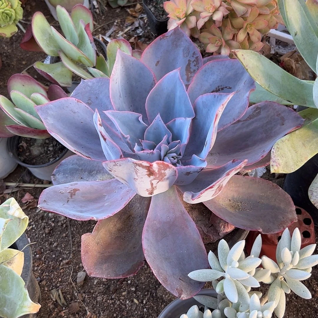 多肉植物晚霞单头