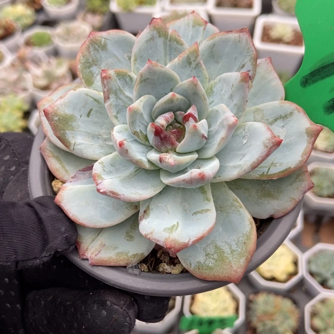 719粉蓝鸟石化多肉植物保护