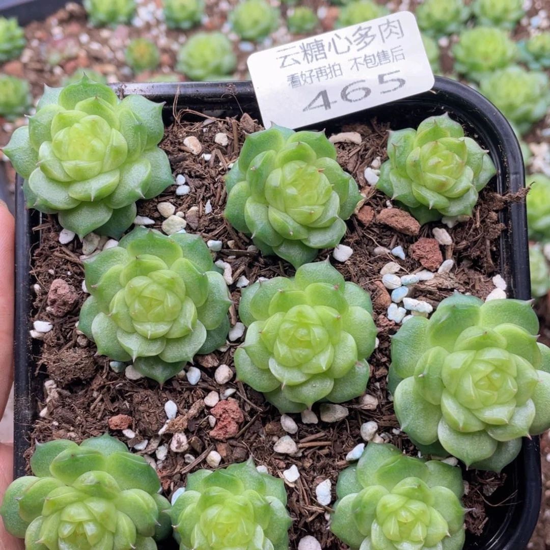 云糖心多肉植物465