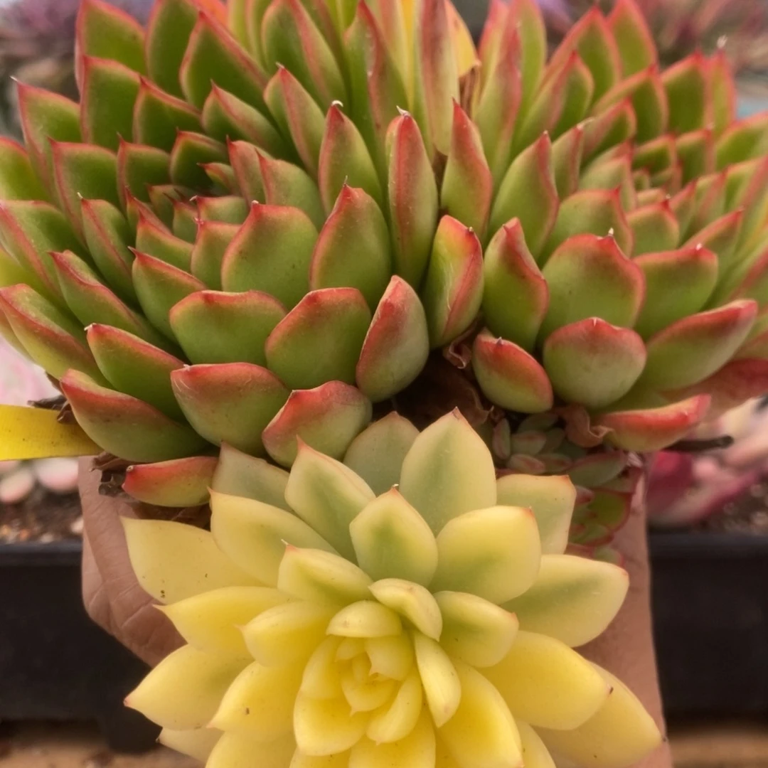 122曼陀罗锦锦锦锦锦锦锦