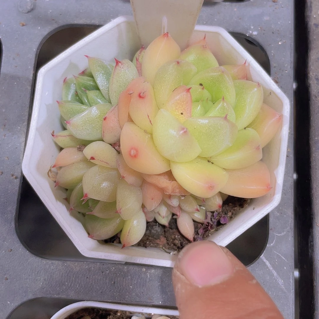 石英e038一物一拍