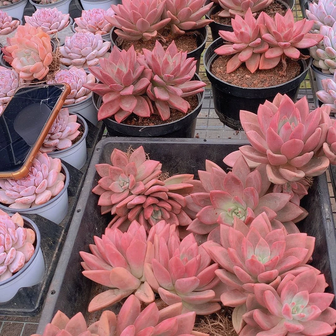 赫菲虞双头3456788990000