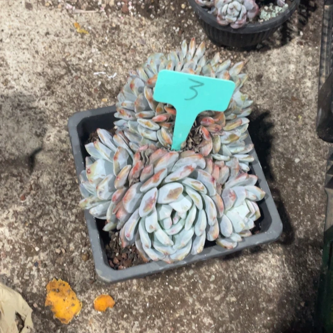 妮***妮星影缀化多头群的3