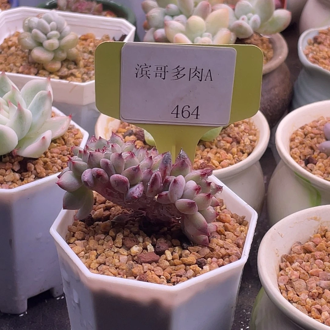 滨哥多肉A464夜魔侠缀化带板子