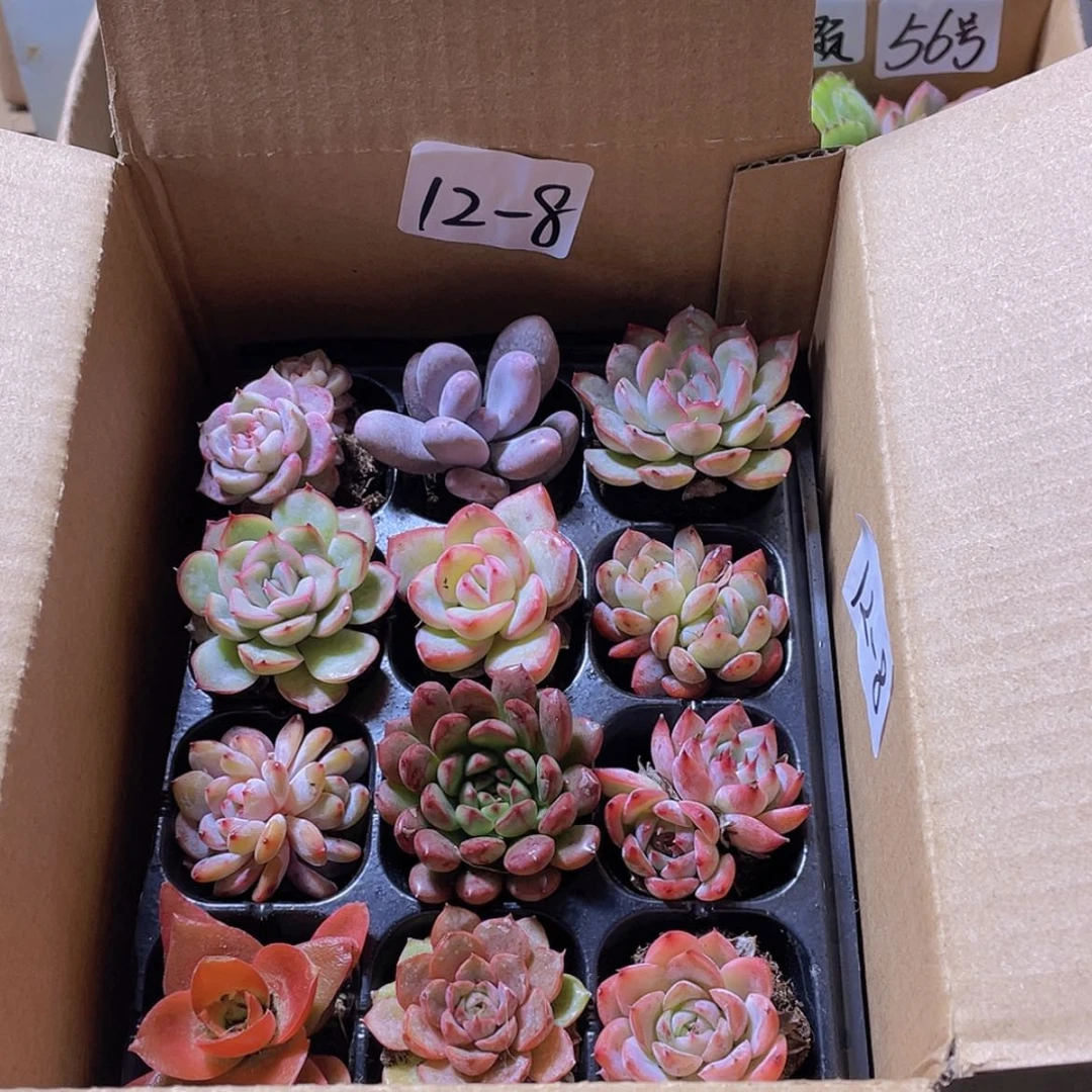 【闪购商品】12颗-8