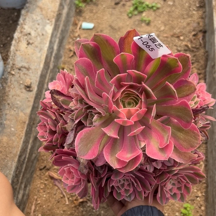 女巫手捧多肉植物065