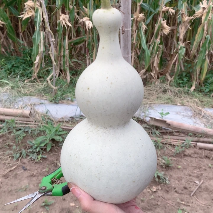 乘***膀中号现货秒杀现货