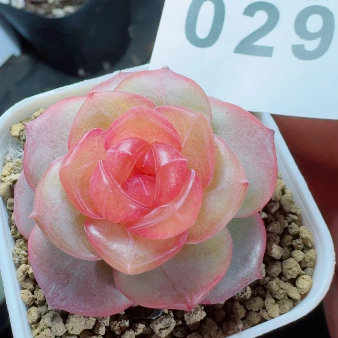 珍妮      愿你一路坦途，乘风破浪展宏图