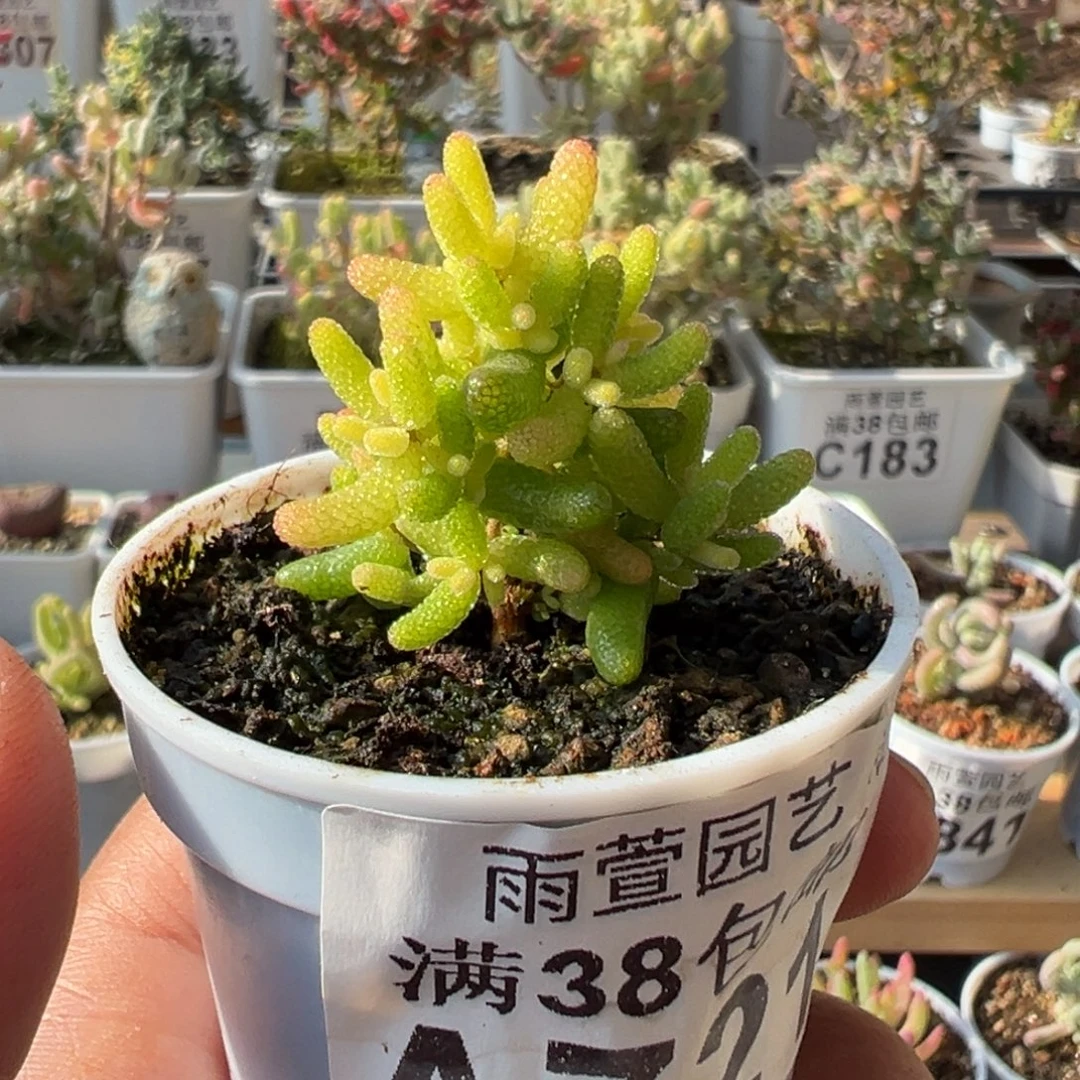 5-721枝干番杏多肉假猪圣诞树迷你型五圆盆