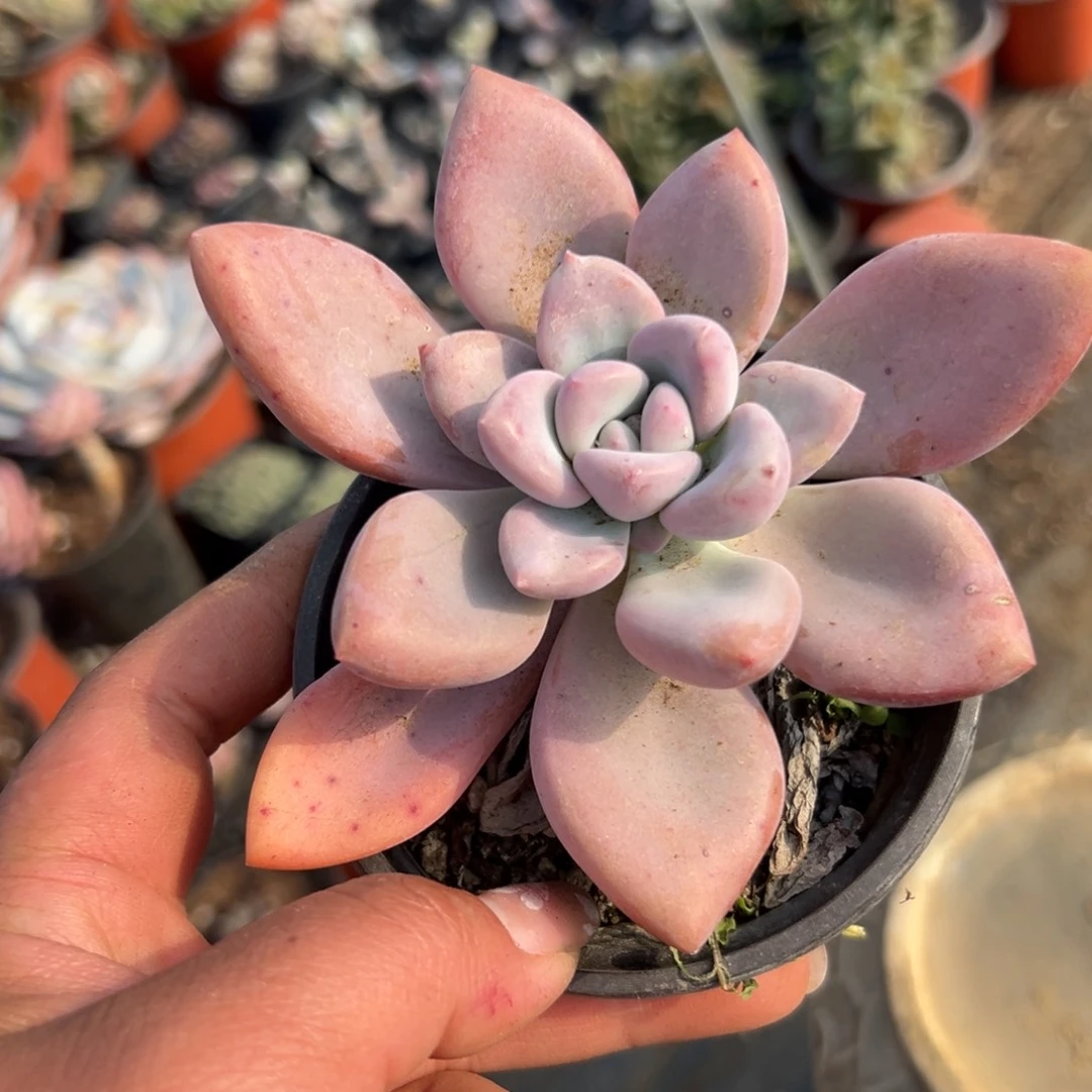 多肉植物奥普琳娜