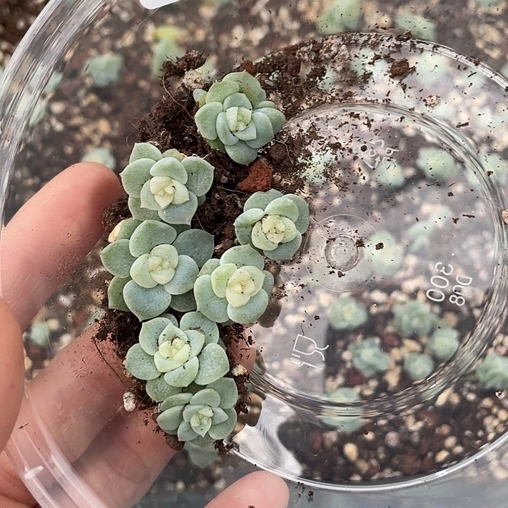 咔***咔OTO多肉切糕优选dy2016