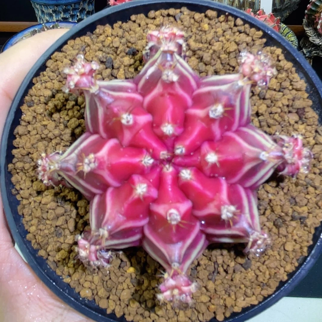 名品belove后代 小母本