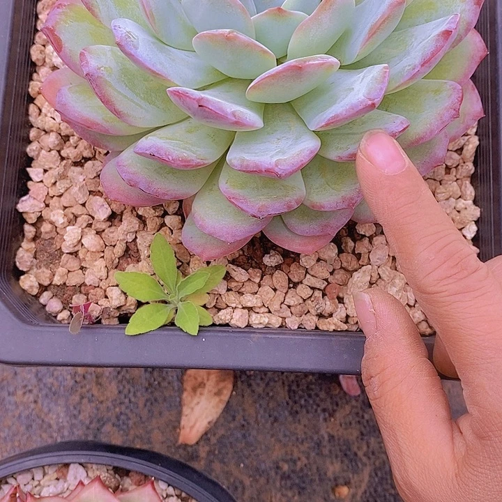 皇***后皇孑多肉植物大群老桩