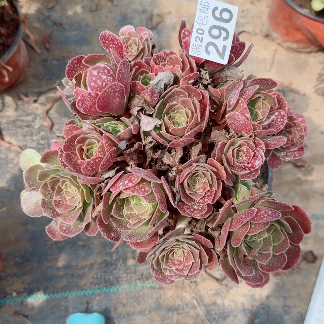 红玫瑰296满20包邮断枝不包