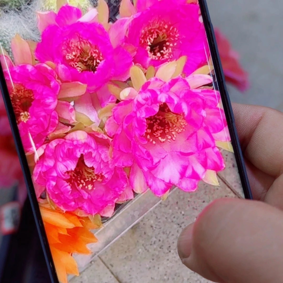 下21丽花嫦娥歪无根侧芽3公分左右20包邮