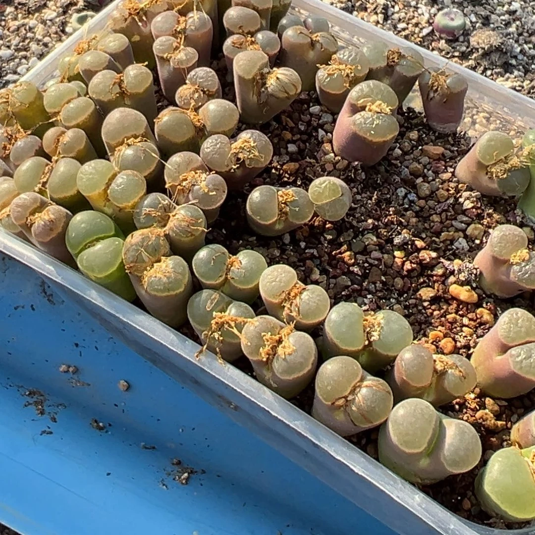 多肉植物111111111111