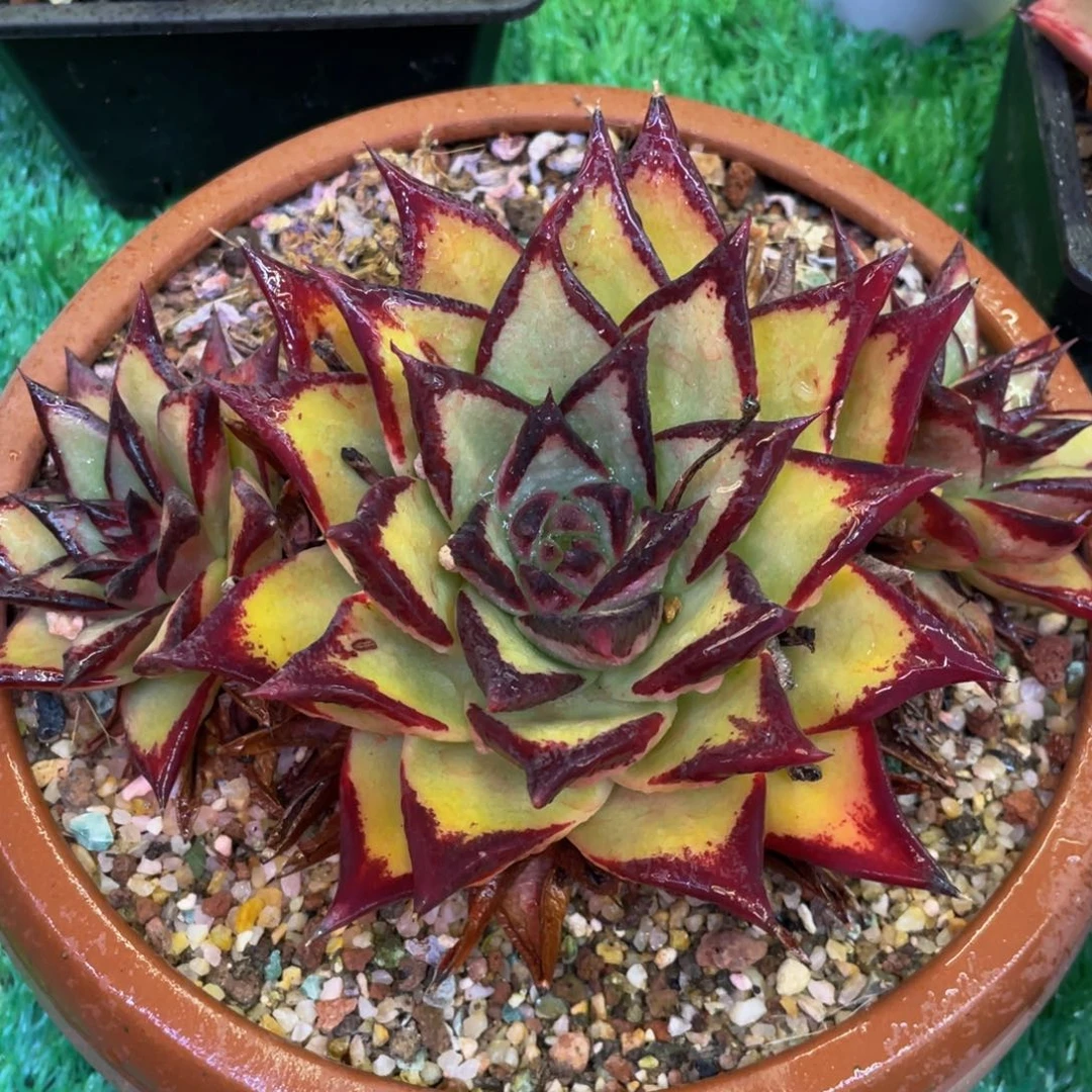多肉植物盆栽多肉