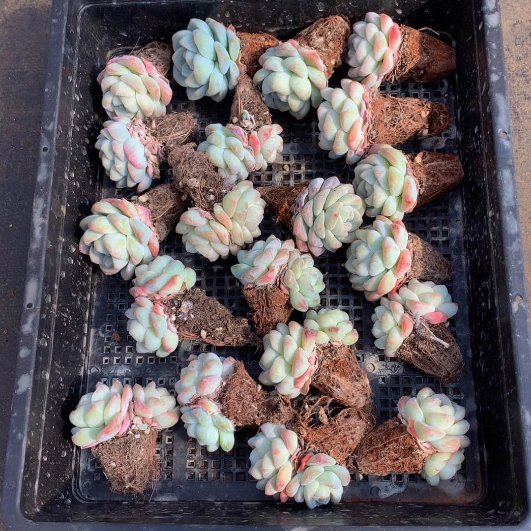 精控冰玉多肉一物一拍