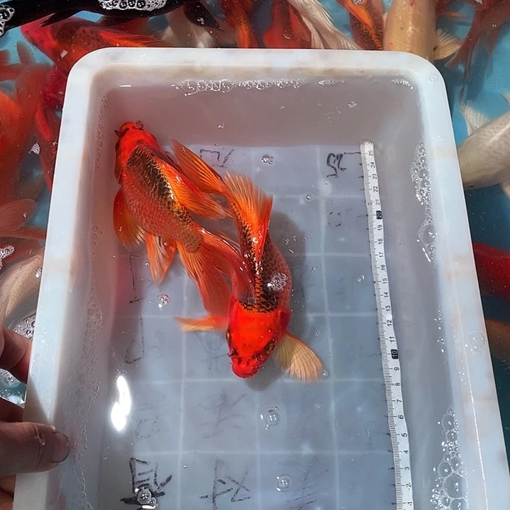 蝴蝶鲤渔场直发41