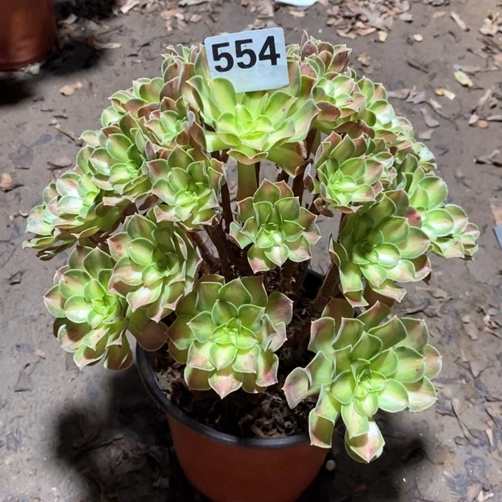 法师一物一拍554