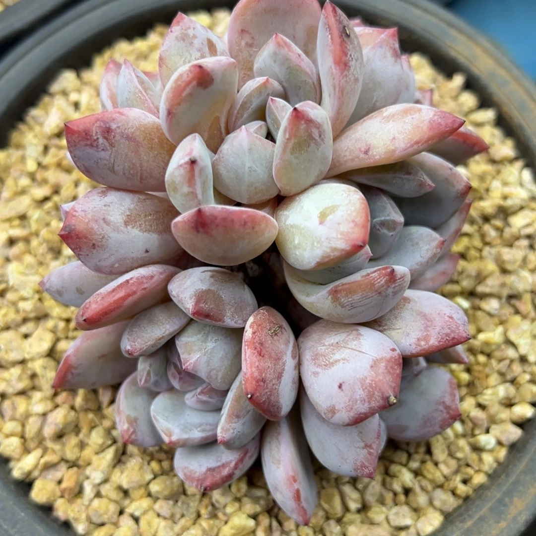 兔*啊石榴籽星影小树福利