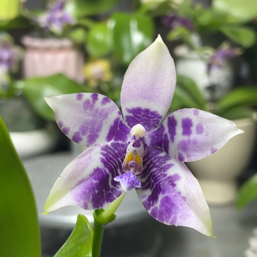 完全开放KM3667，2.5杯开花株