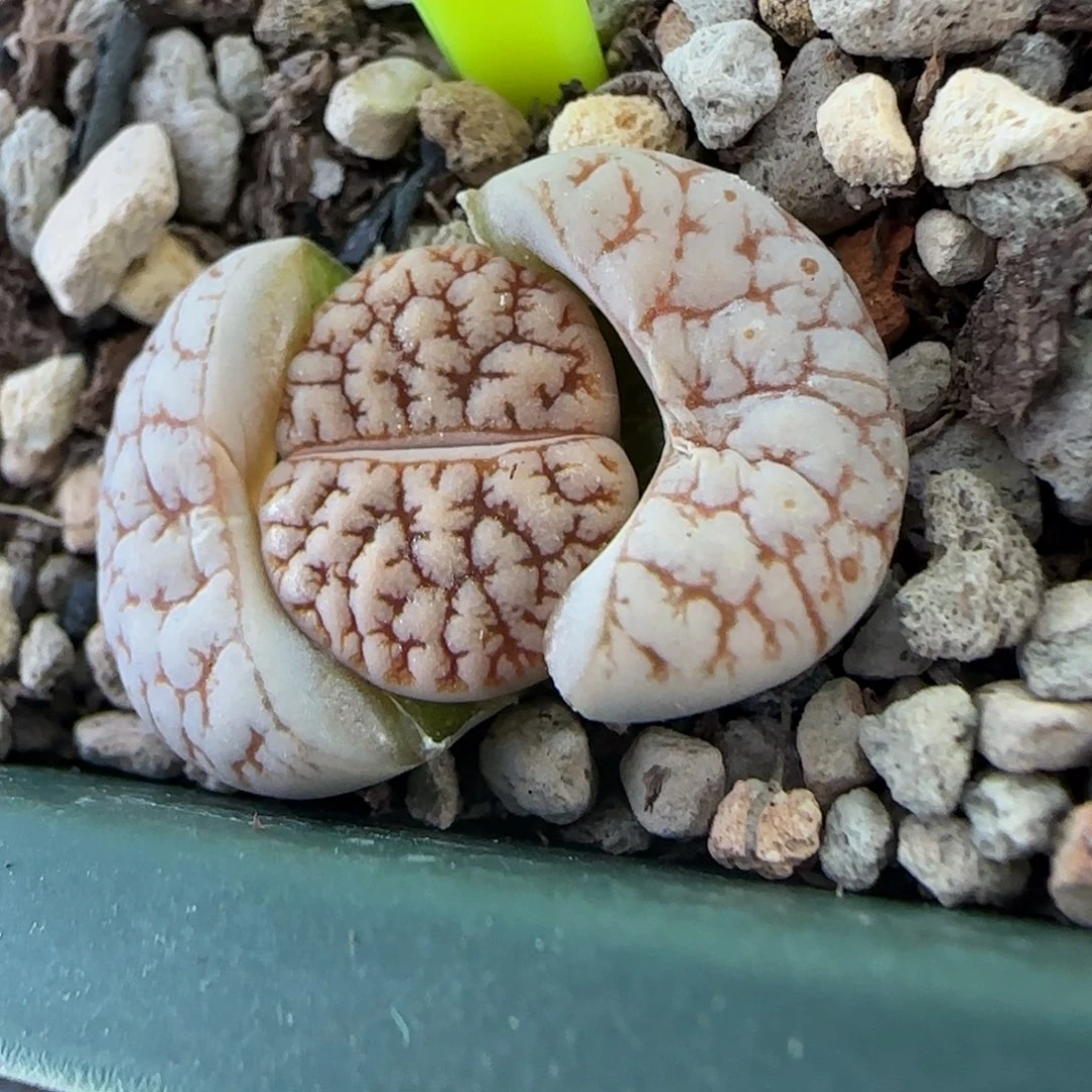 红纹睫毛189开播福利30包邮