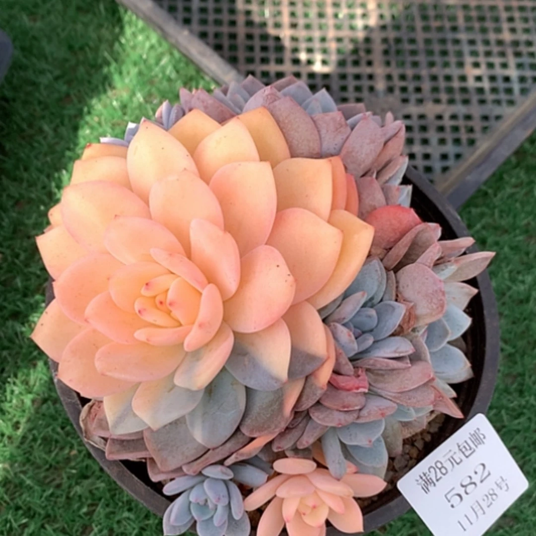 【闪购商品】云582号梦露锦