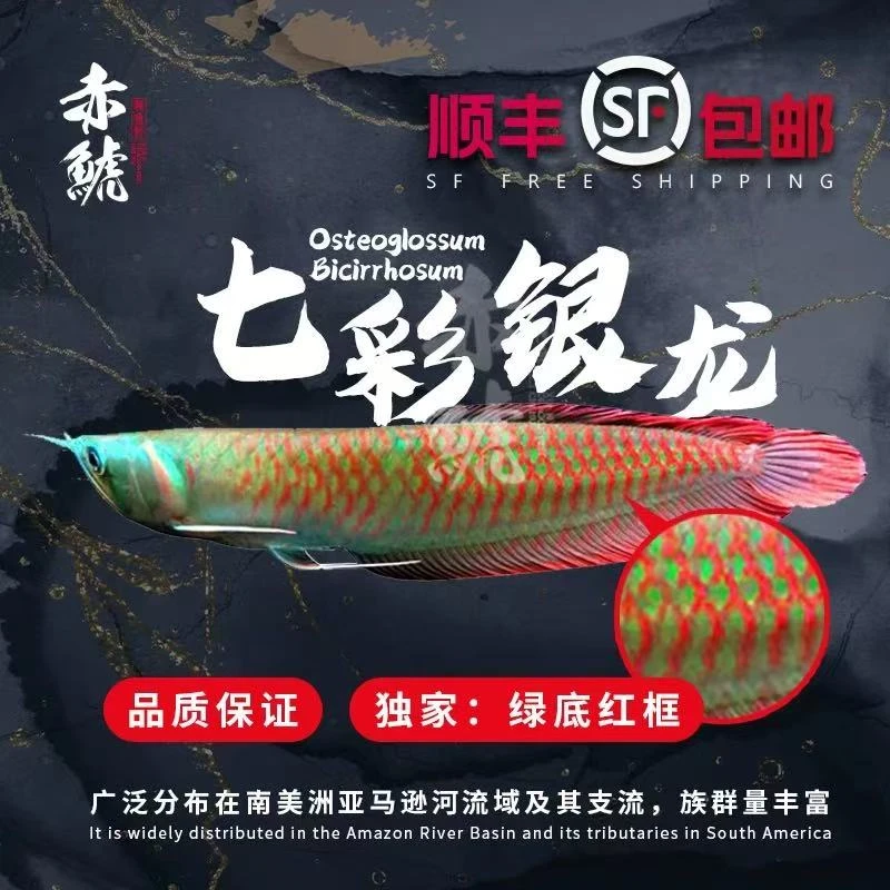七彩银龙鱼活体中大型热带淡水观赏鱼苗招财鱼美丽硬骨舌鱼