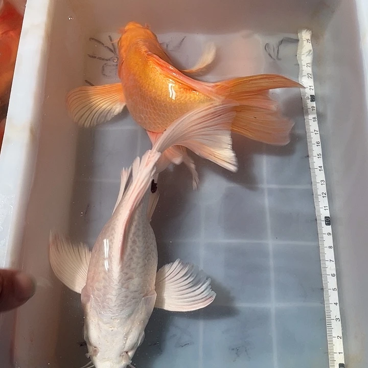 蝴蝶鲤鱼渔场直发36