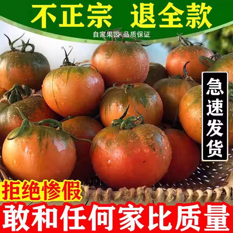 【三斤精品中果-顺丰京东】碱地，铁皮，草莓柿子西红柿18-25个