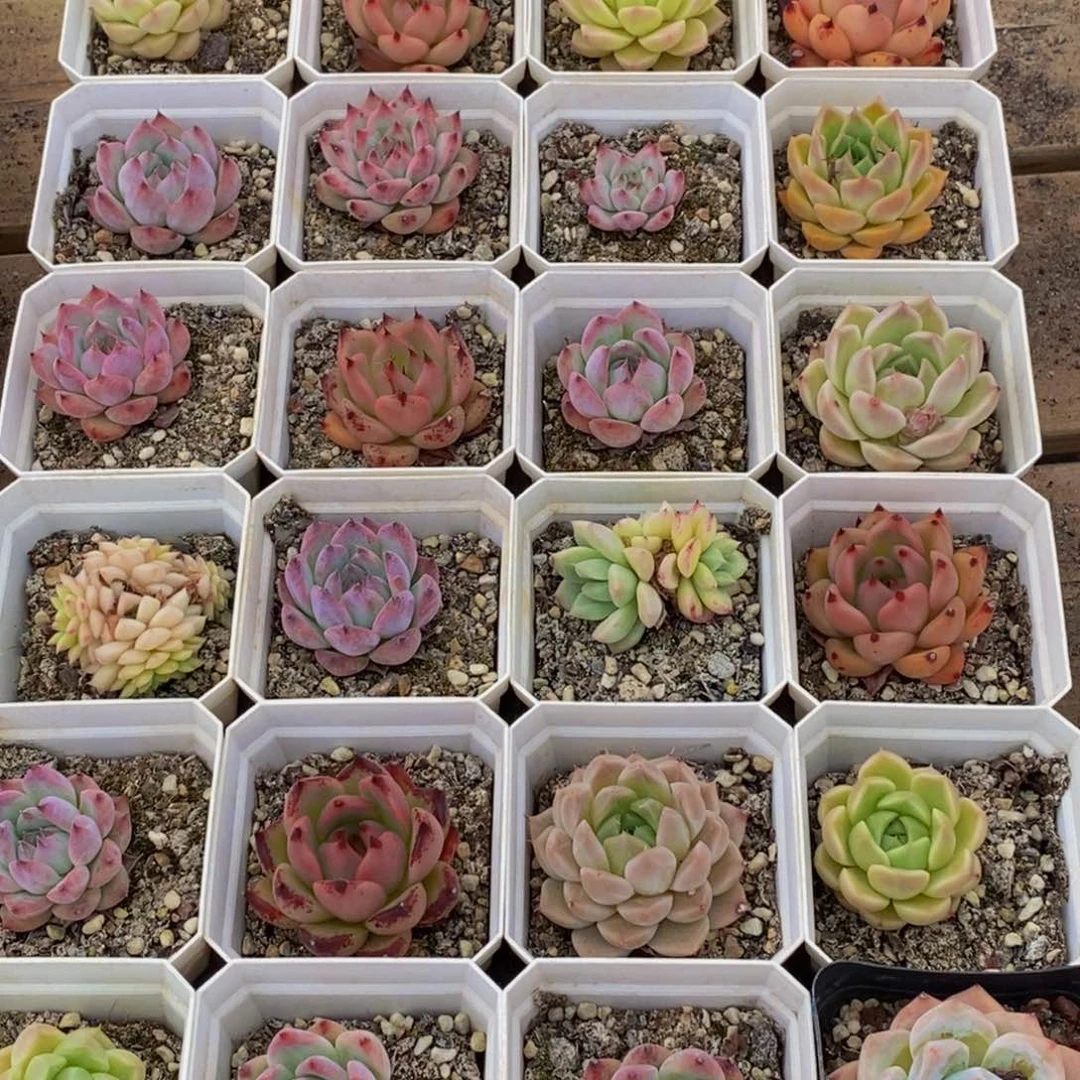 289多肉植物保护研究所所长的