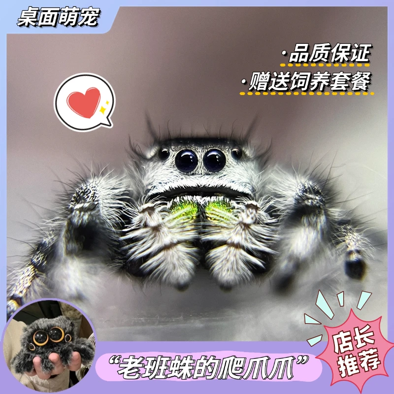 跳蛛佛罗里达跳蛛卢卡斯小跳蛛灰佛橙佛网红宠物蜘蛛可爱宿舍小宠