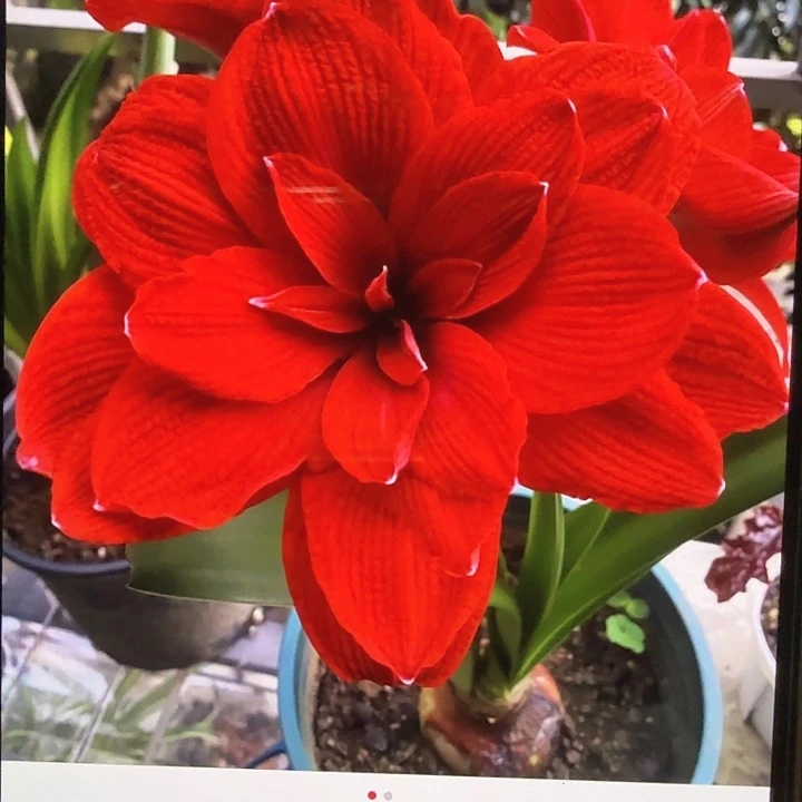 双龙直径6+基地球轻残次