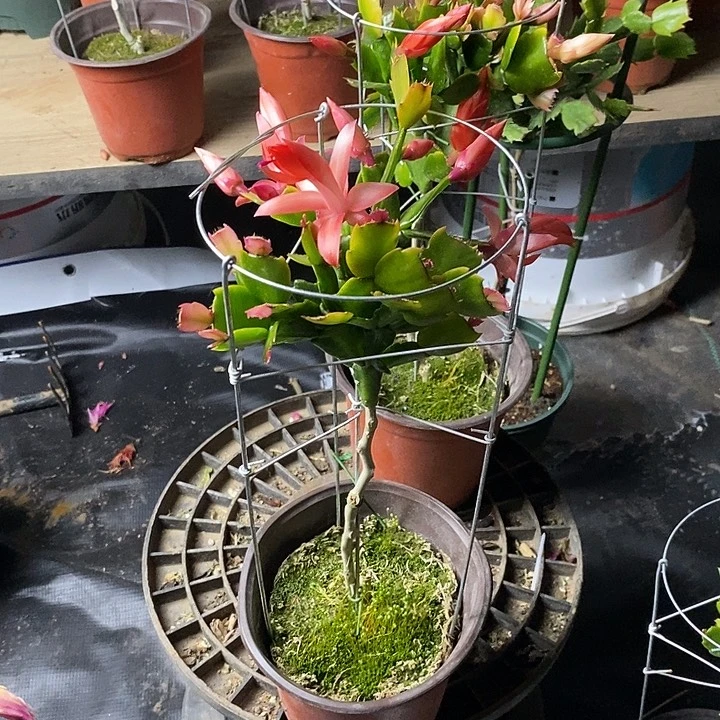 乡****”叶仙嫁接蟹爪兰一物一拍