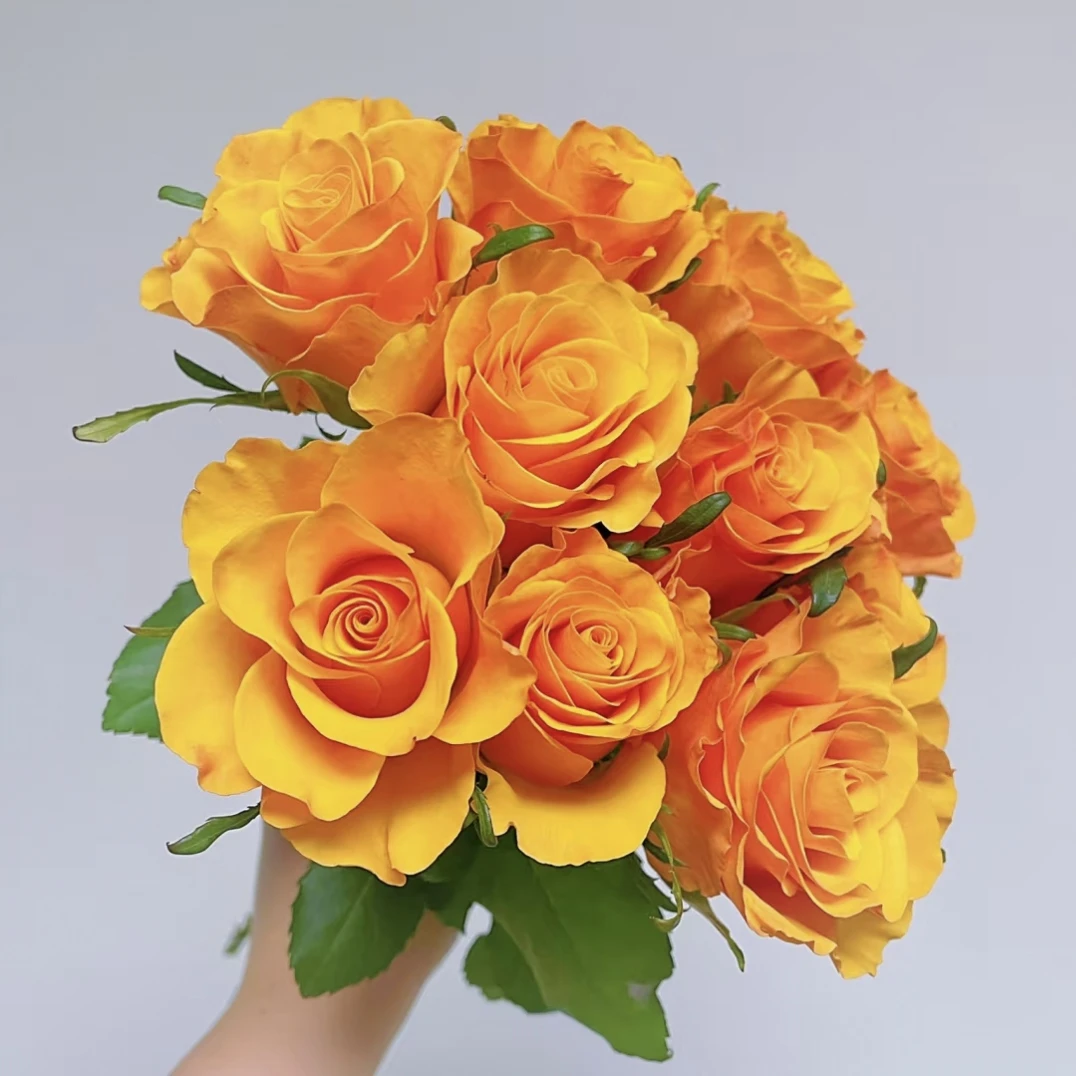 【辉煌】云南直发鲜切花室内水培插花 任意两单 顺丰包邮