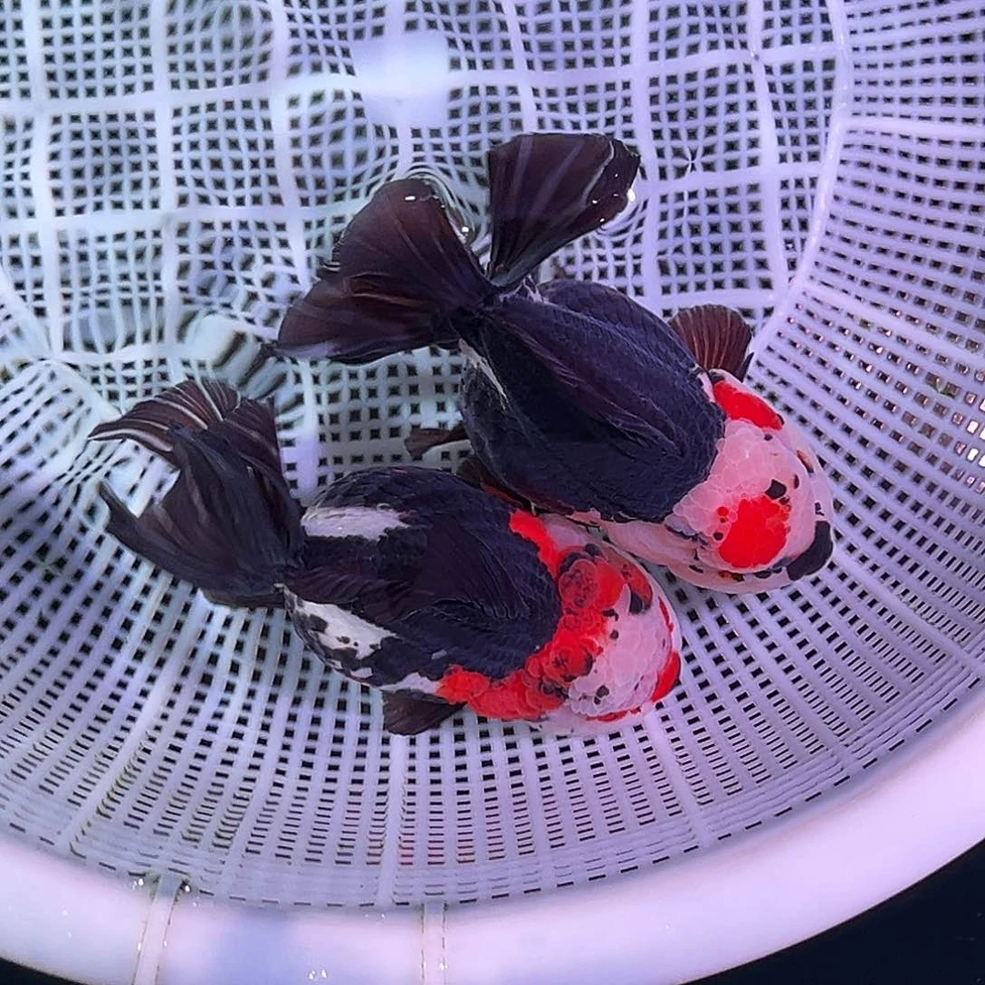 金鱼精品原泰三色熊猫一对运费顺丰到付