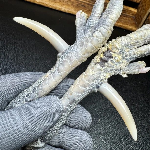 文玩鸡爪骨手把件（一对乌鸡骨 处理好十天左右发货）