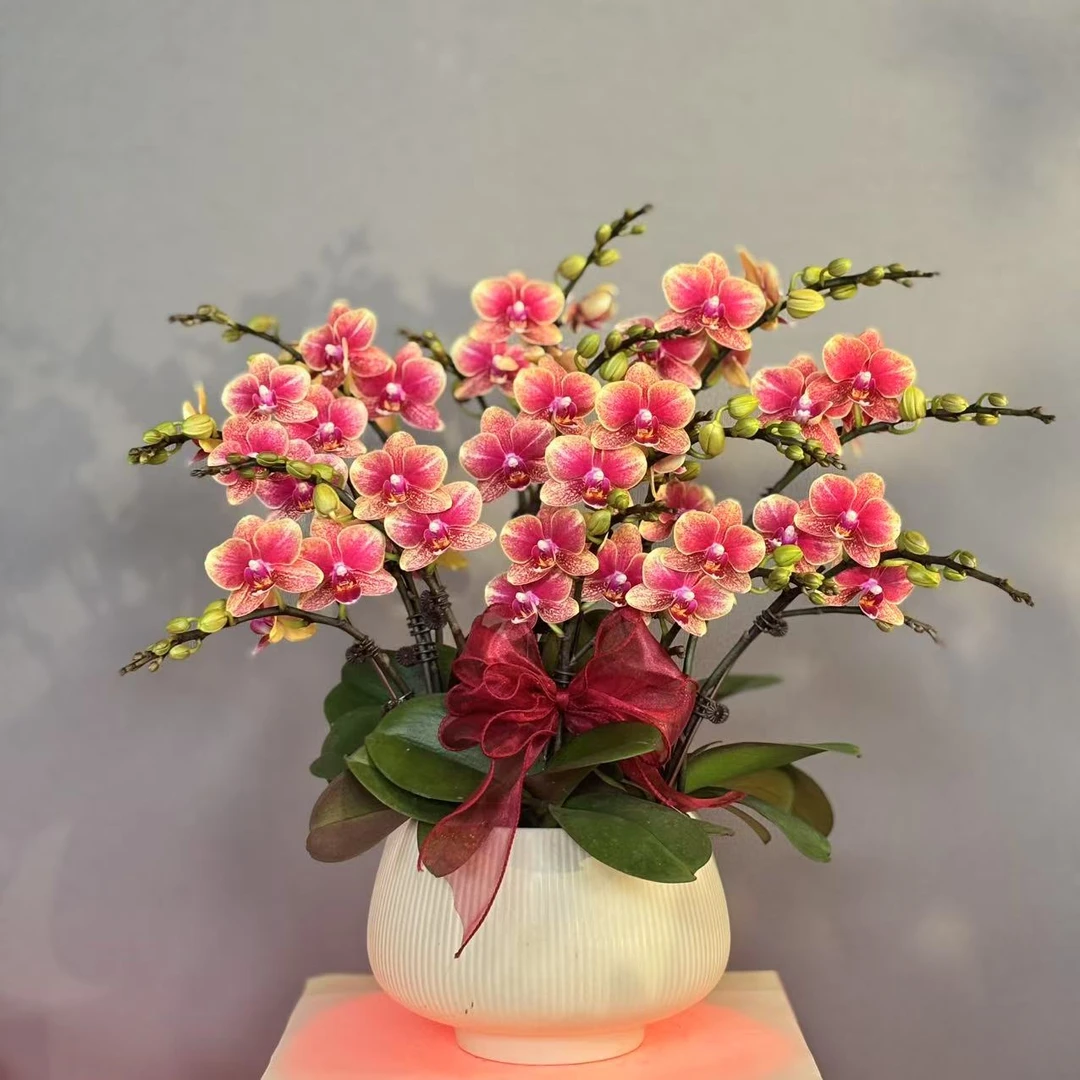 蝴蝶兰《聚宝盆》 财源滚滚而来！ 好养耐养带花带花苞 基地直发12