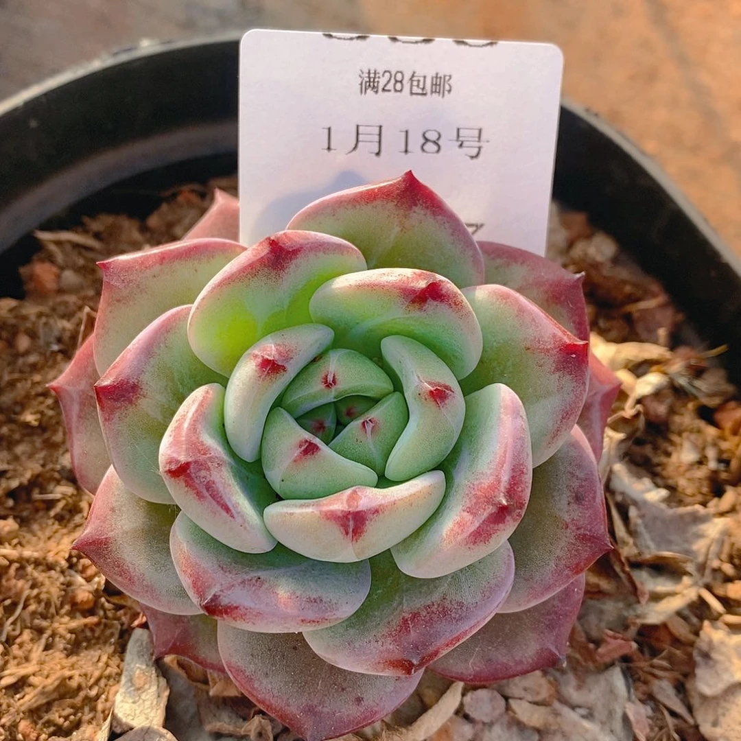 【闪购商品】云337