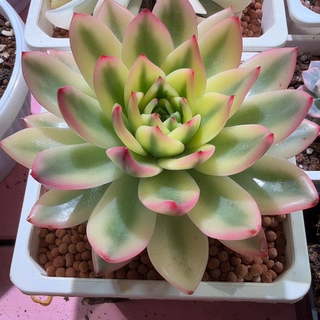 东云锦，多肉植物。