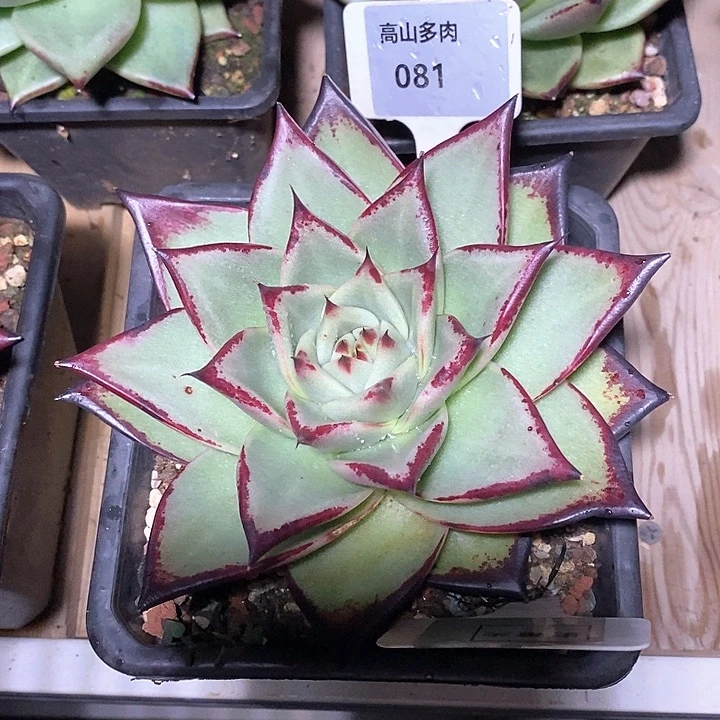 独***影x081-直播福利 史蒂夫