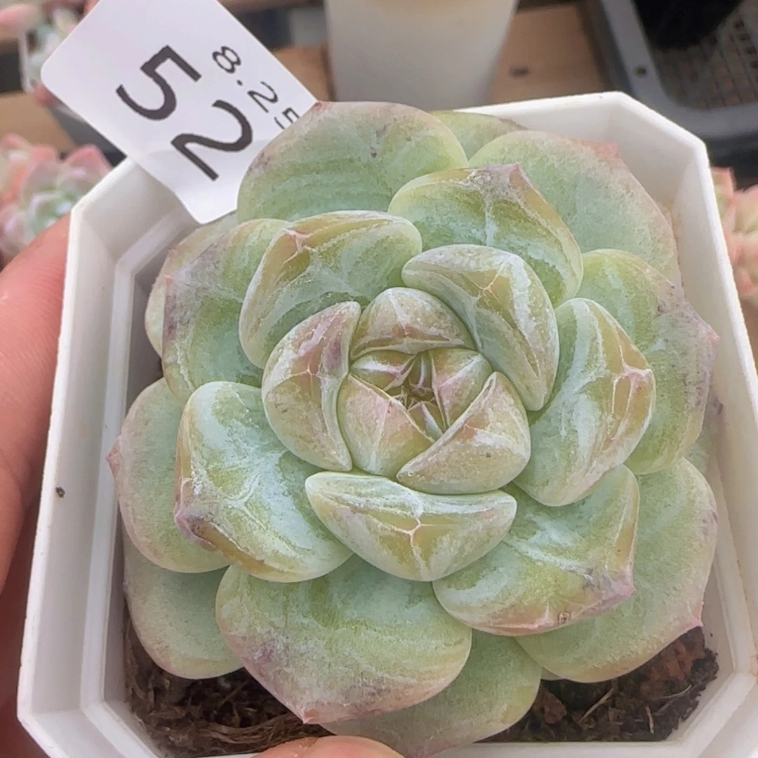 珍妮单头一颗脱土