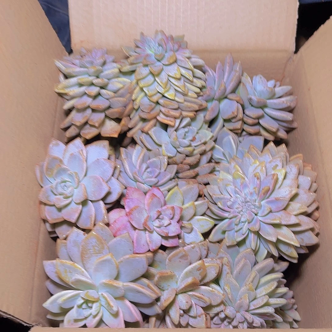 箱拍淡雪多肉轻微断肢不售后看好在拍