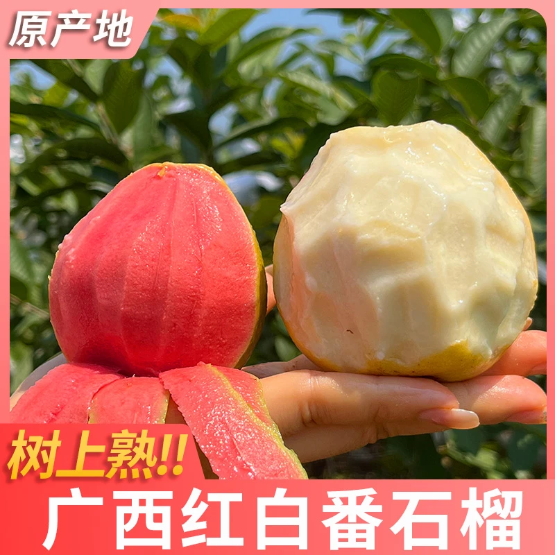 广西软糯红白心芭乐3斤 水果新鲜番石榴普邮jwax