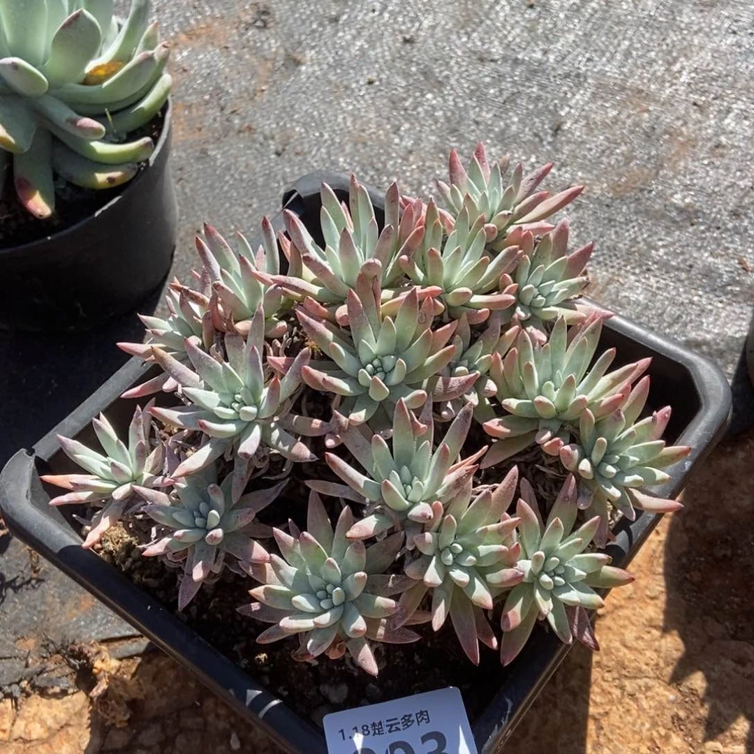 003白鹭多肉植物