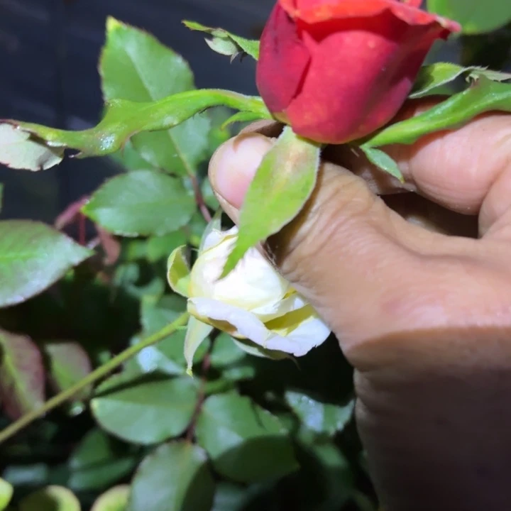 无花朵光辉岁月裸根